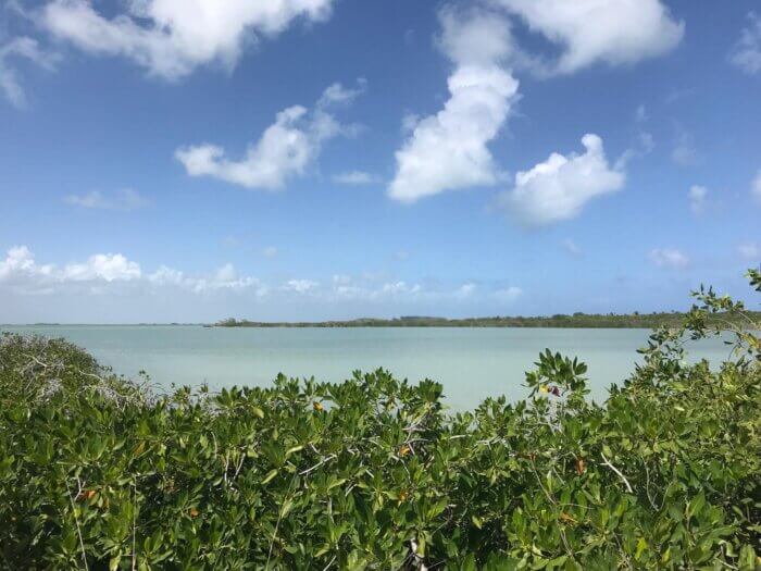 Zelené stromy a keře mangrovy a smaragdově zelená voda laguny Muyil u Tulum v Quintana Roo, Mexiko