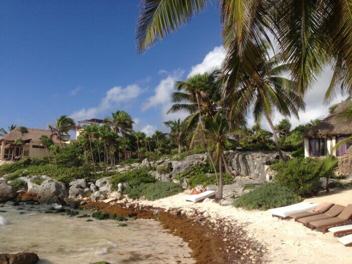 Zátoka s pláží s bílým pískem a mořskou řasou sargaso v Tulum