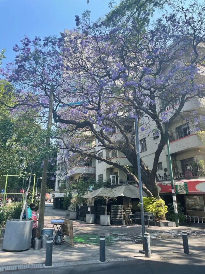 Ulice Mexico City ve čtvrti Condesa s rozkvetlými stromy jacaranda – typický jarní pohled na město.
