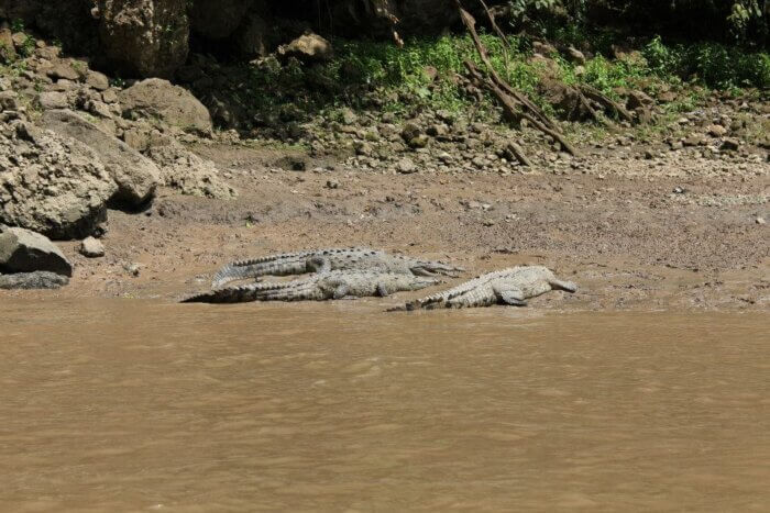 Skupina krokodýlů na břehu řeky u Caňon del Sumidero v mexickém státě Chiapas v na jihu Mexika. 