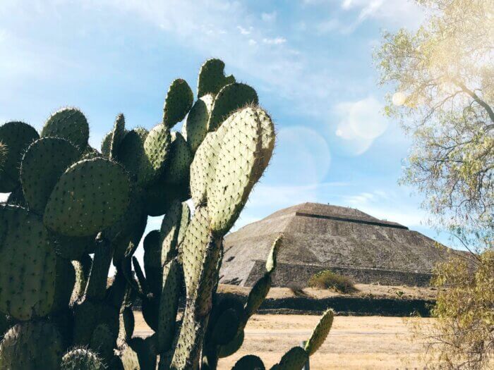 Kaktus nopál v popředí s Pyramídou Slunce v Teotihuacánu v pozadí, Mexiko.